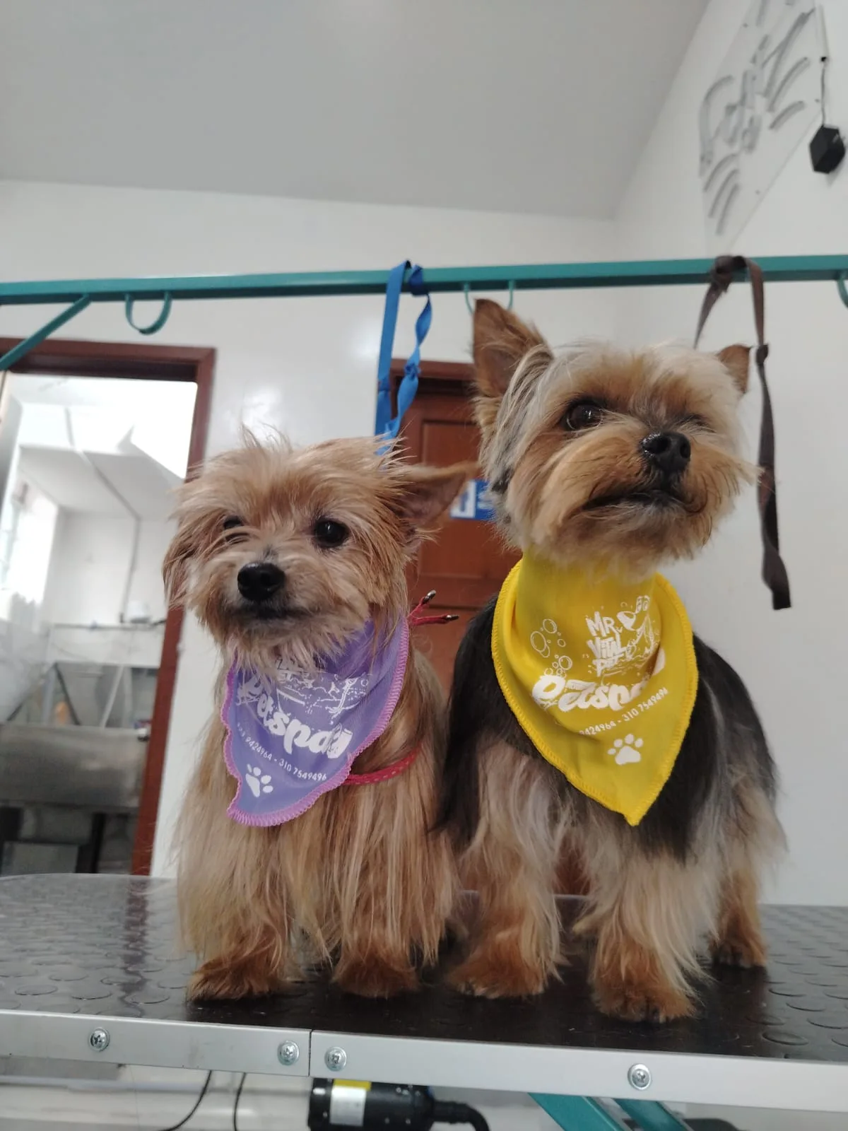 Dos yorkshire con pañoletas del Petspa sobre la mesa de peluquería canina