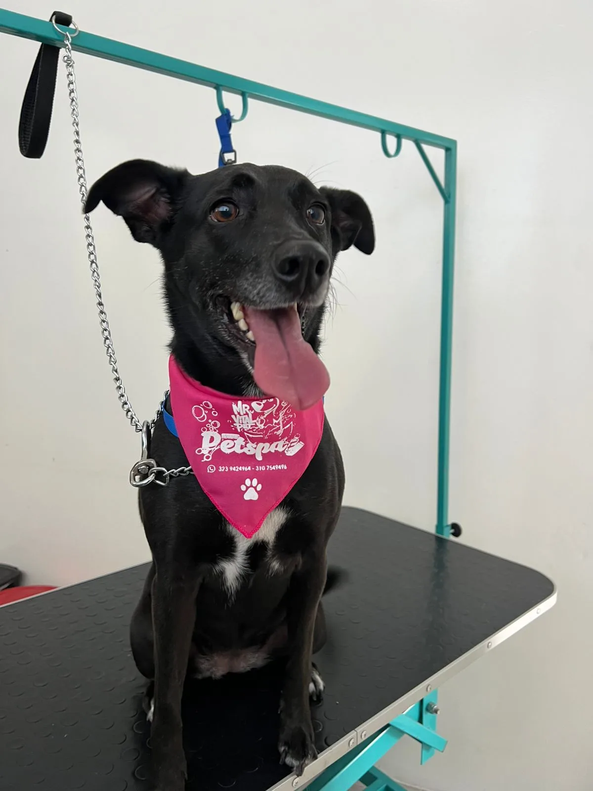 Perro negro con pañoleta rosada sobre la mesa de peluquería de Mr. Vital Pet