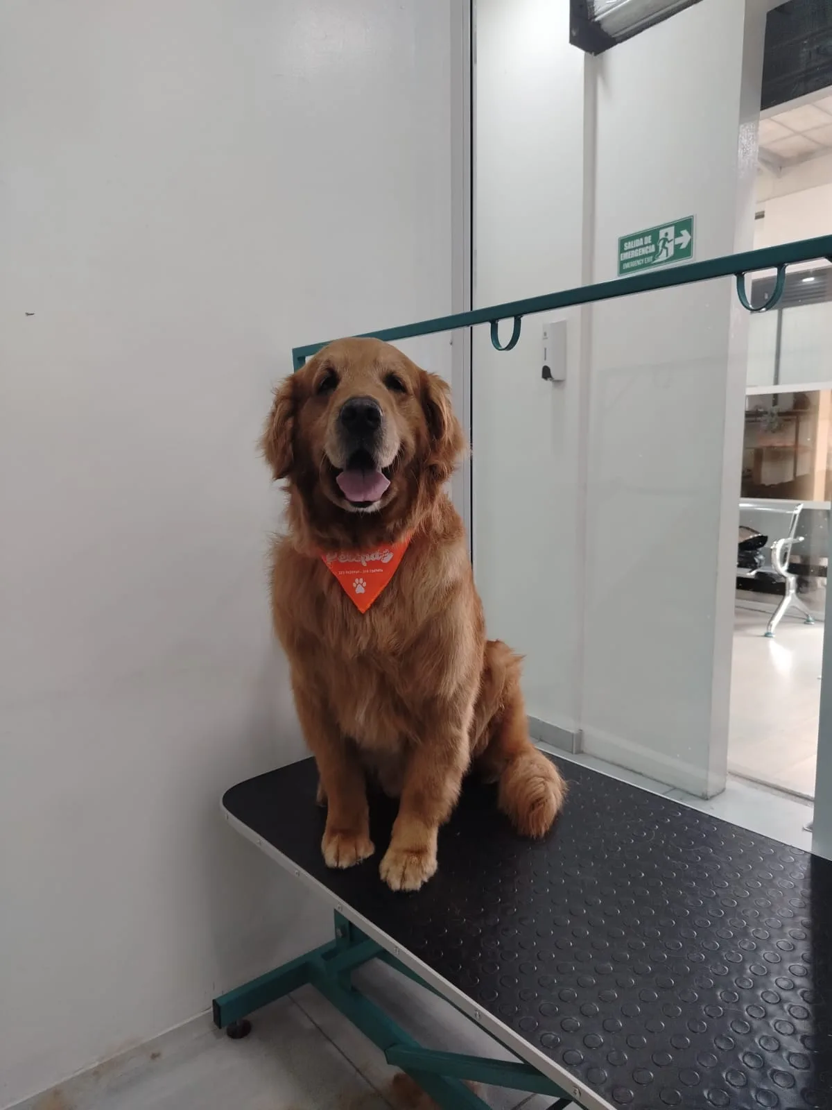 Golden retriever con pañoleta naranja en la mesa de peluquería, junto a la sala de espera