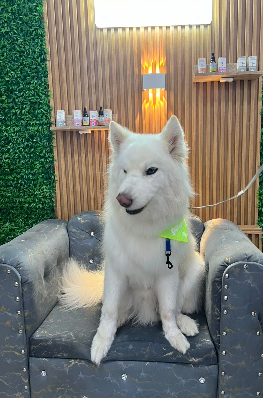 Perro blanco tipo samoyedo en el sofá de recepción, frente a los productos homeopáticos