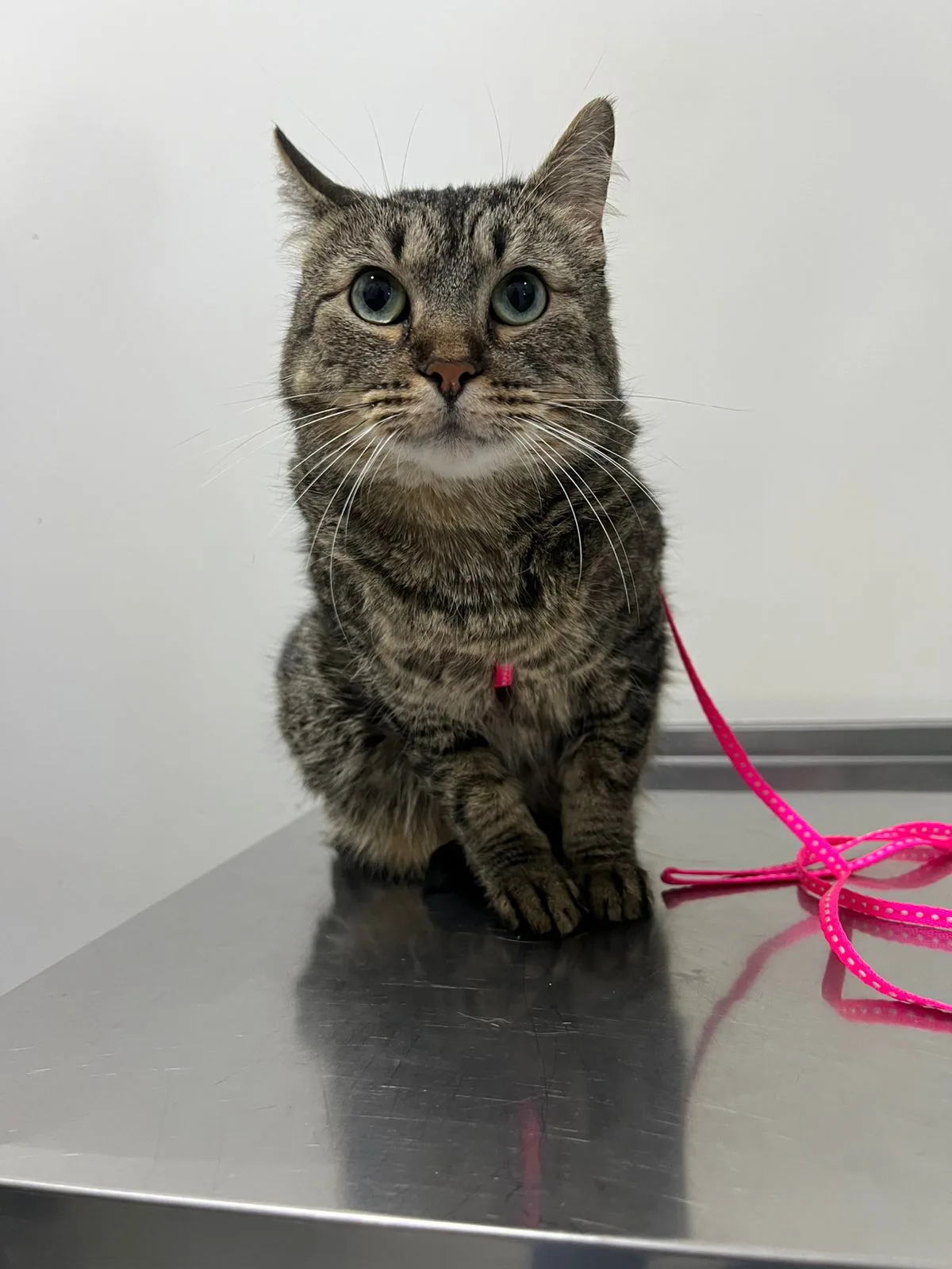 Gato atigrado sentado sobre la mesa de acero del consultorio veterinario de Mr. Vital Pet