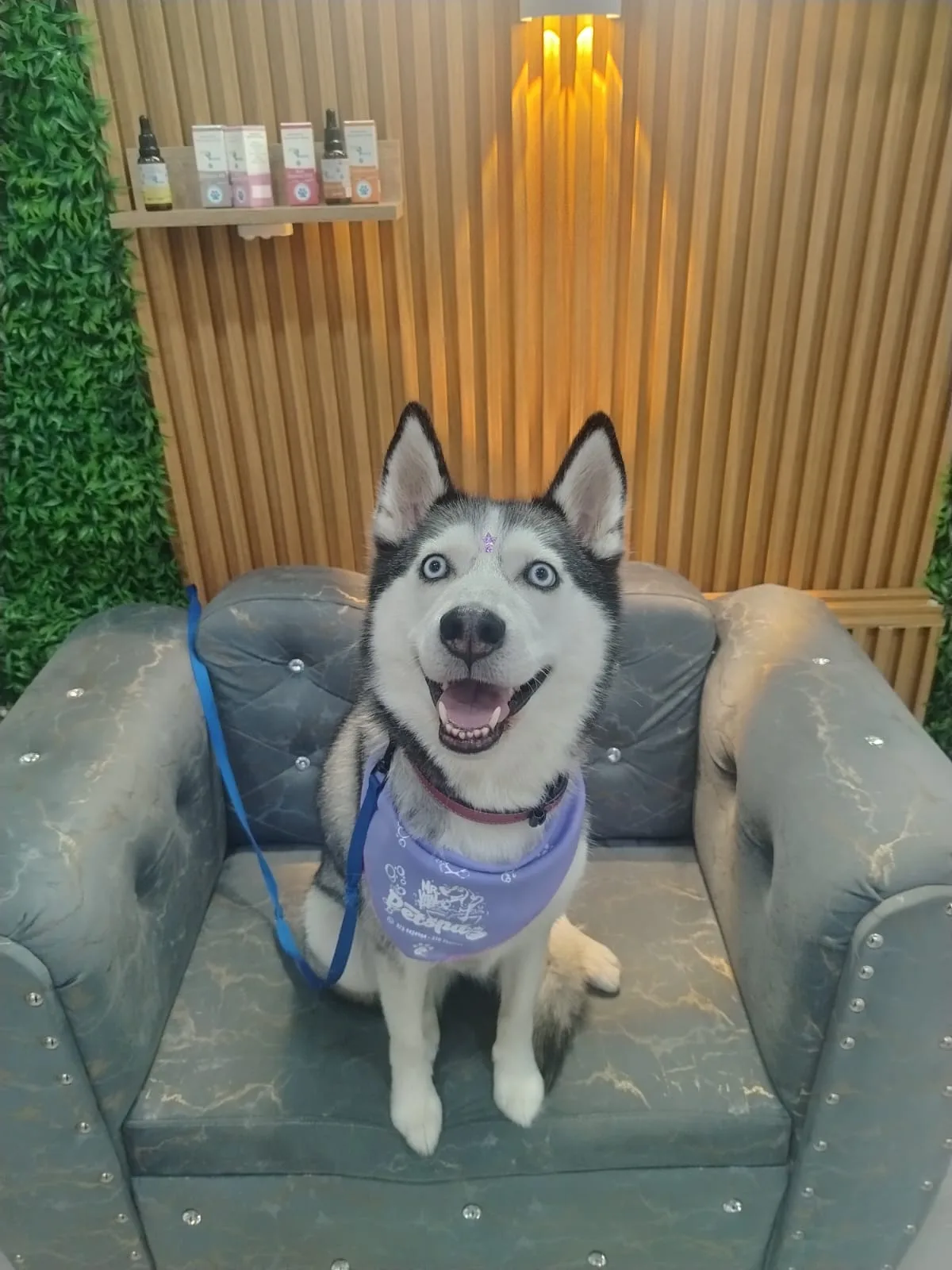 Husky siberiano con pañoleta morada sentado en el sofá de la recepción de Mr. Vital Pet